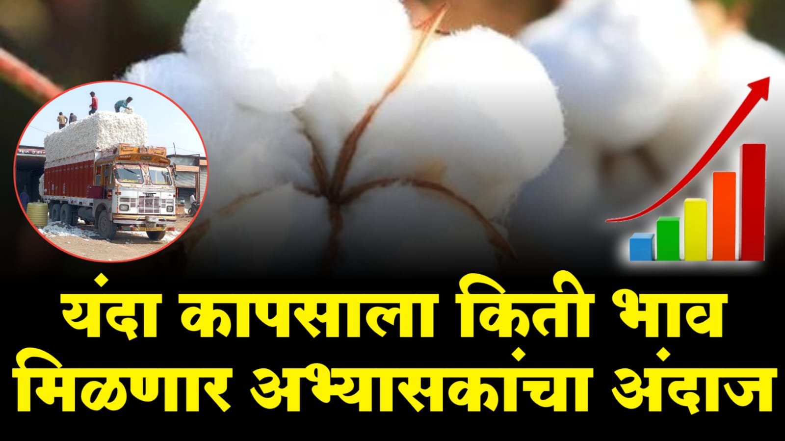 कापूस भाव