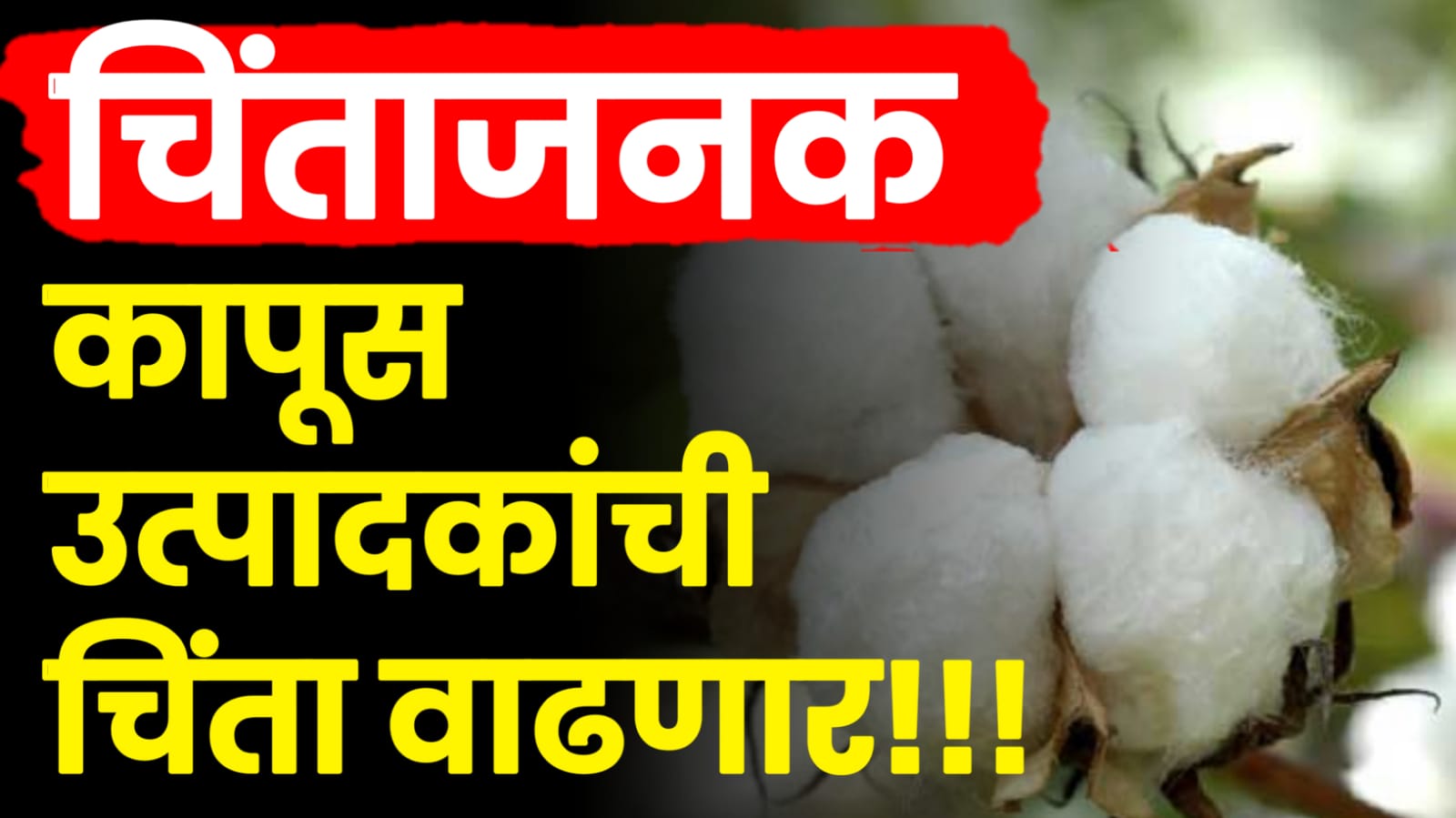 Cotton news